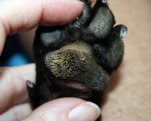 nasodigital hyperkeratosis makes dog feet look hairy