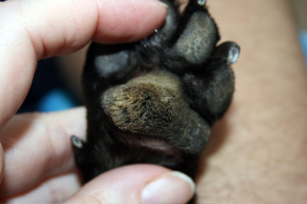 nasodigital hyperkeratosis makes dog feet look hairy