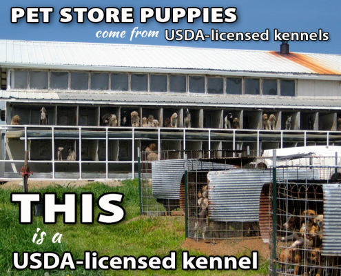 This is what a USDA breeder looks like