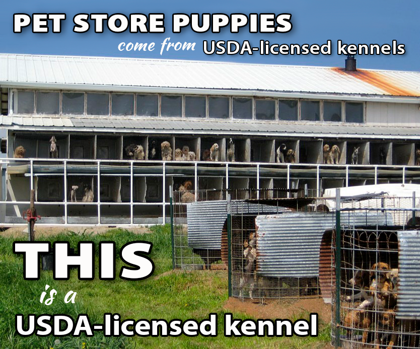 Kennel Club Importing Dog Kennel Club Importing Dog