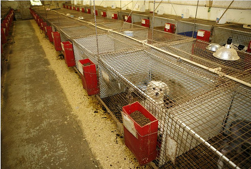 USDA Licensed and Inspected Dog Kennel
