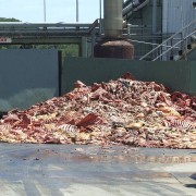 dead animal carcasses at rendering plant