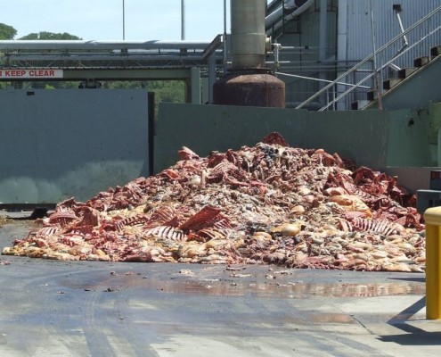dead animal carcasses at rendering plant