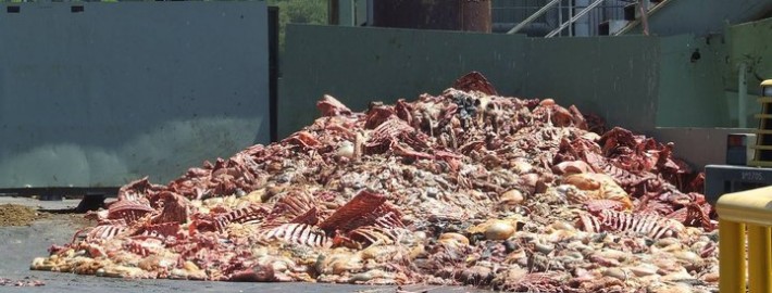 dead animal carcasses at rendering plant