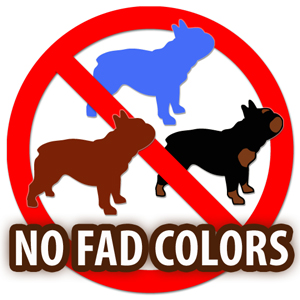No Fad Colors for French Bulldogs