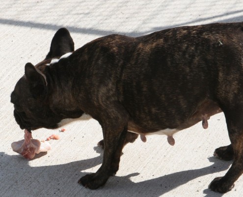 French Bulldog eating fresh raw meaty chicken.