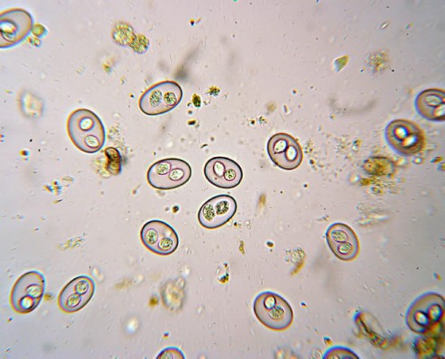 Coccidia at 400%