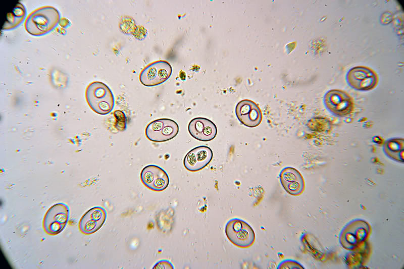 coccidia in puppies home treatment coccidia in puppies and kittens treatment and prevention coccidia in puppies home treatment coccidia in puppies and kittens treatment and prevention