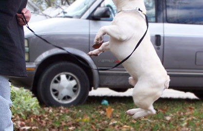 Healthy French Bulldog jumping