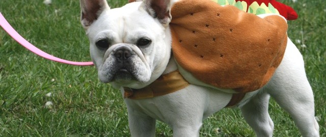 hot french bulldog