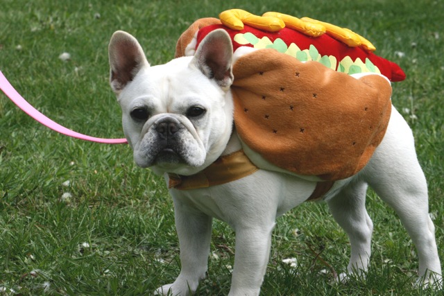 hot french bulldog