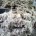 Feathers being processed into feather meal for the pet food industry