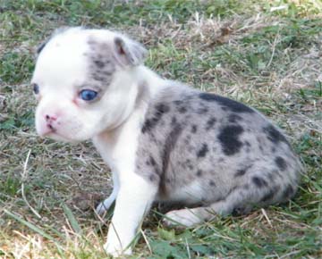 merle frenchie puppies for sale no merle bulldogs avoid merle bulldog puppies for sale merle frenchie puppies for sale no merle bulldogs avoid merle bulldog puppies for sale