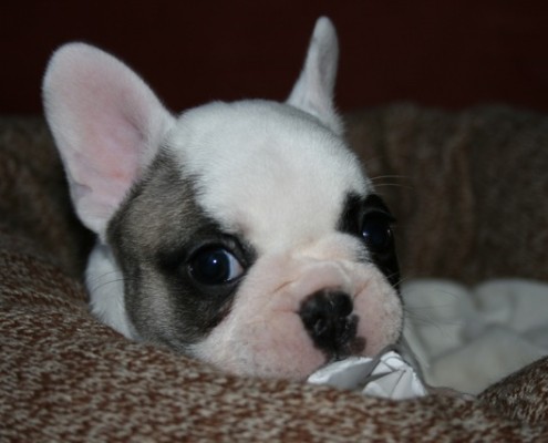 Itty Bitty Billie!