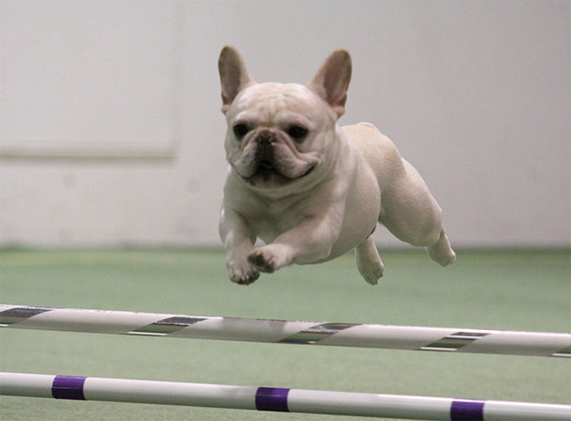 go luke go Guide to Canine Health Clearances and Registries