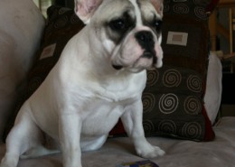 Can Ch Bullmarket Cherry Bomb - Madge