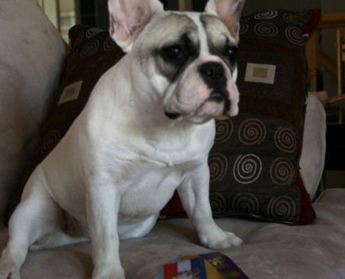Can Ch Bullmarket Cherry Bomb - Madge