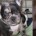 no merle french bulldogs