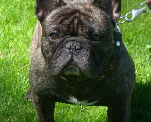 Zeus at two years
