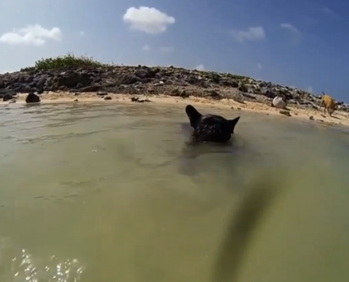 swimming French Bulldog video