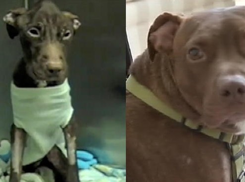 Patrick the Miracle Dog Before and After
