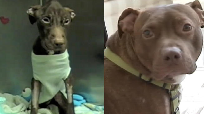 Patrick the Miracle Dog Before and After