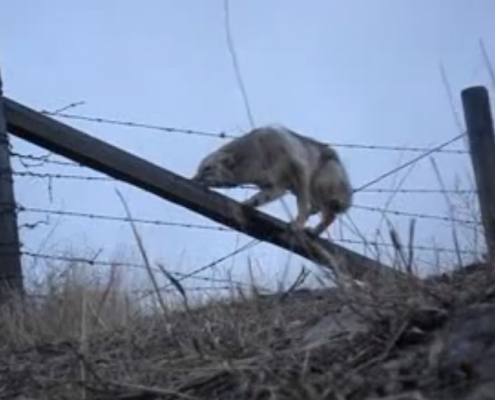 man frees coyote trapped in barbed wire fence - video