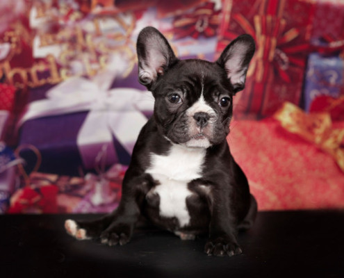 Christmas at Pet Outfitters!
