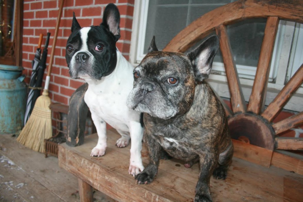 Adoptable Pair of Senior French Bulldogs Available