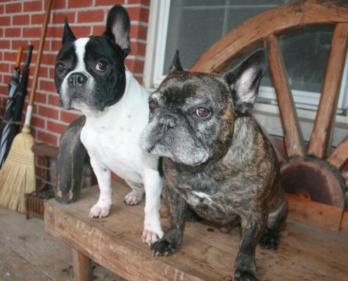 Adoptable Pair of Senior French Bulldogs Available