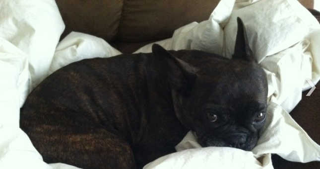 French Bulldog attacked at dog park needs help