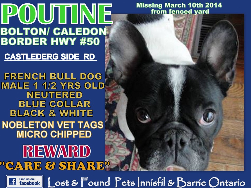 Missing French Bulldog Caledon Bolton Ontario Canada