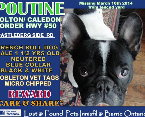 Missing French Bulldog Caledon Bolton Ontario Canada