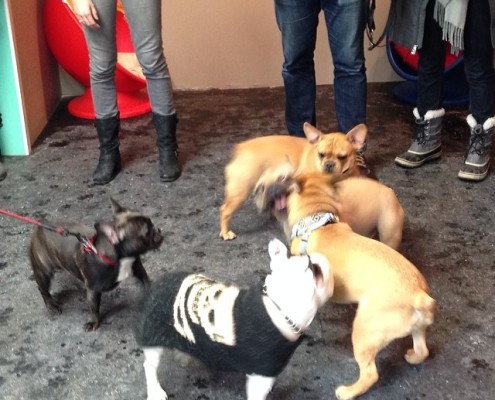Over 100 people and their French Bulldogs joined us for the Eastern Canada French Bulldog Club Social Meet Up.