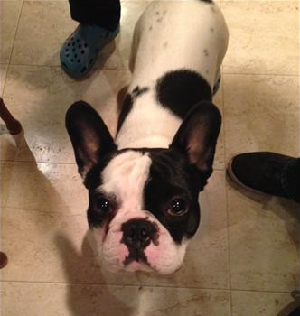 Lost or stolen French Bulldog Guelph Ontario