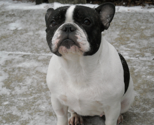 Lucy is an available French Bulldog Rescue in Ontario Canada