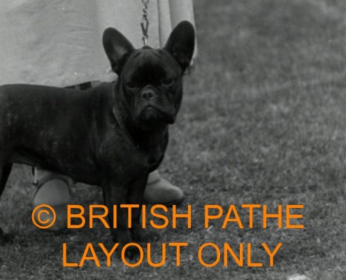 French Bulldog Champion Barkston Atom