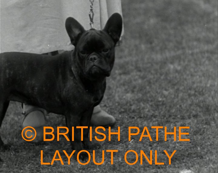 French Bulldog Champion Barkston Atom