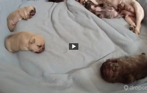 French Bulldog Puppies on Frenchie Puppy Cam
