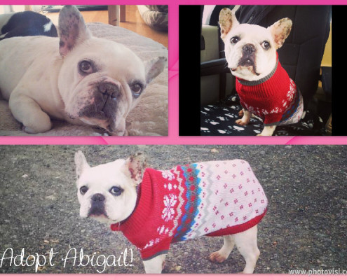 Adopt Abigail - Montreal French Bulldog for Adoption