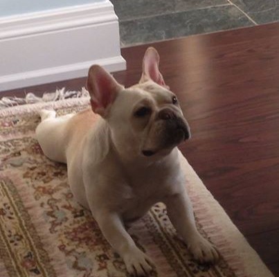 French Bulldog Bullmarket Rowan Moon at Homewood