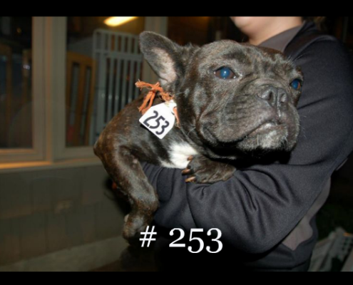 Puppy Mill French Bulldog with number tag around neck