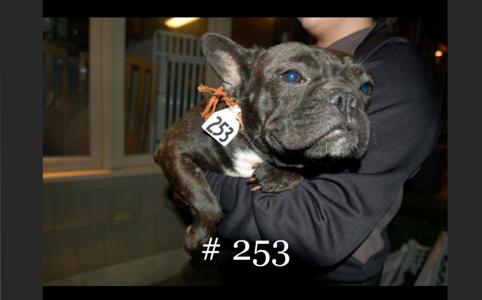 Puppy Mill French Bulldog with number tag around neck