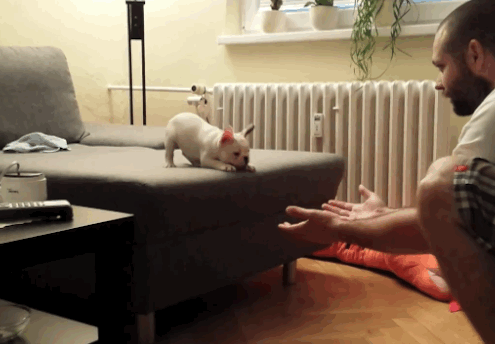 Flying Frenchie Friday