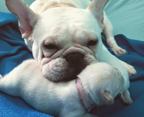 Roxy and Pinky
