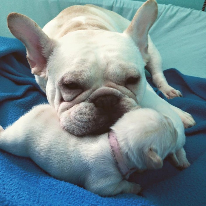 Roxy and her French Bulldog puppy Roxy and her French Bulldog puppy