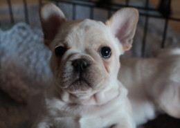 Bullmarket Cindy Lou Who