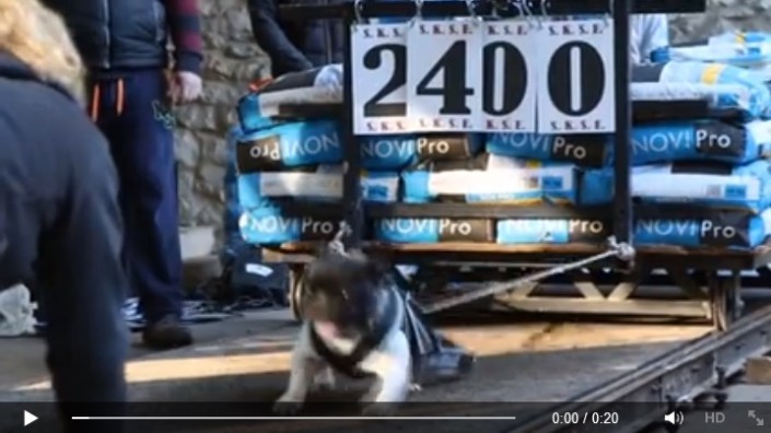 weight-pull french bulldog video weight-pull french bulldog video