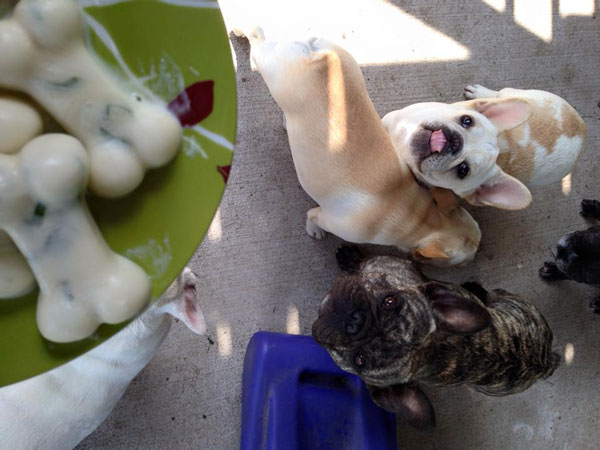 Dogs love frozen ice cream treats! Dogs love frozen ice cream treats!
