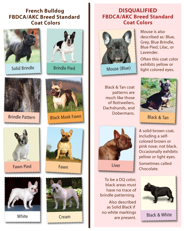 French Bulldog Color Chart of all time Don t miss out | bulldogs